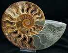 Beautiful / Cut & Polished Ammonite #6875-2